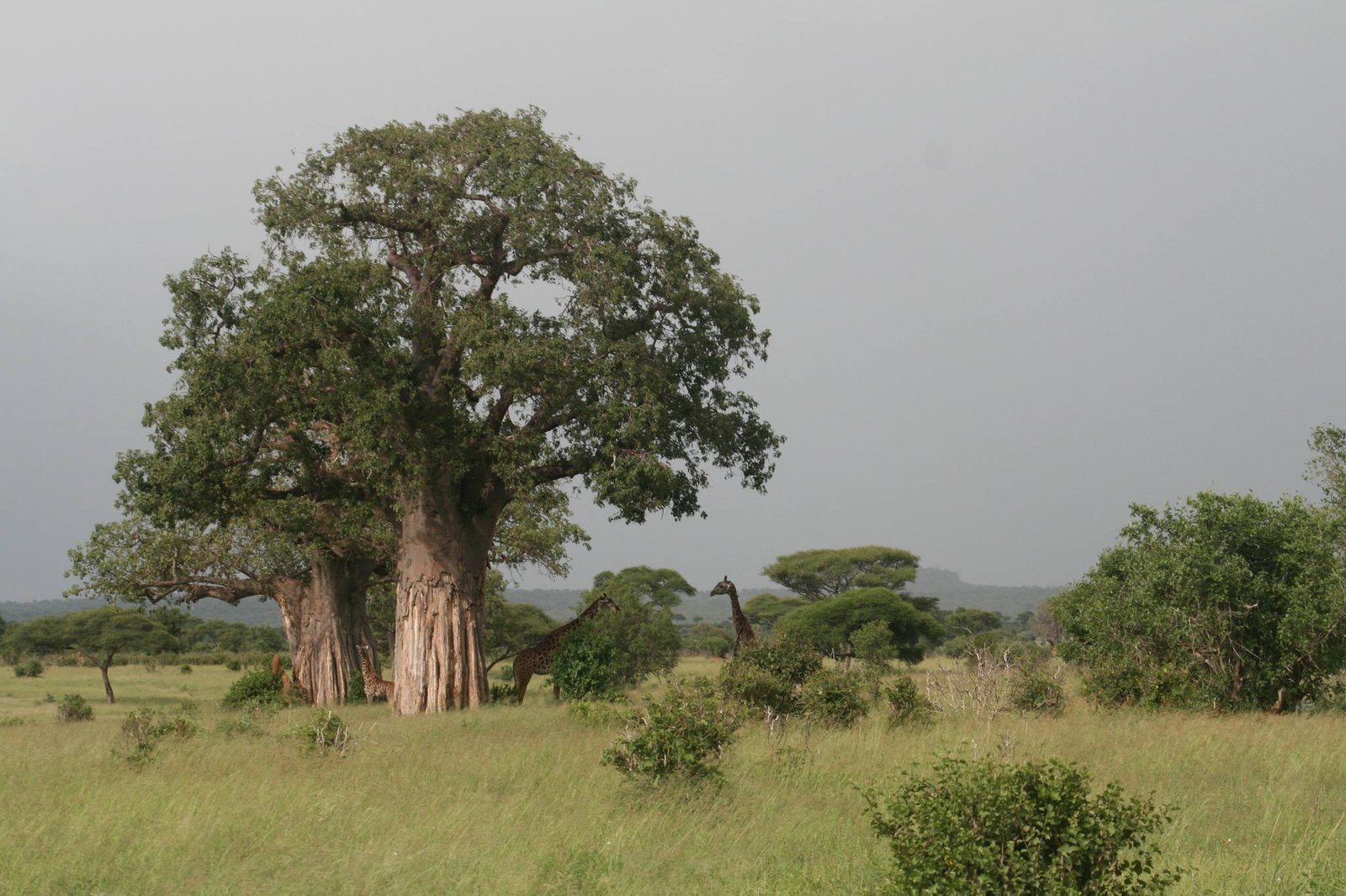 3-Day-From-Nairobi-To-Ngorongoro-Manyara-Tarangire-Tanzania-Joyous-Time-Expedition