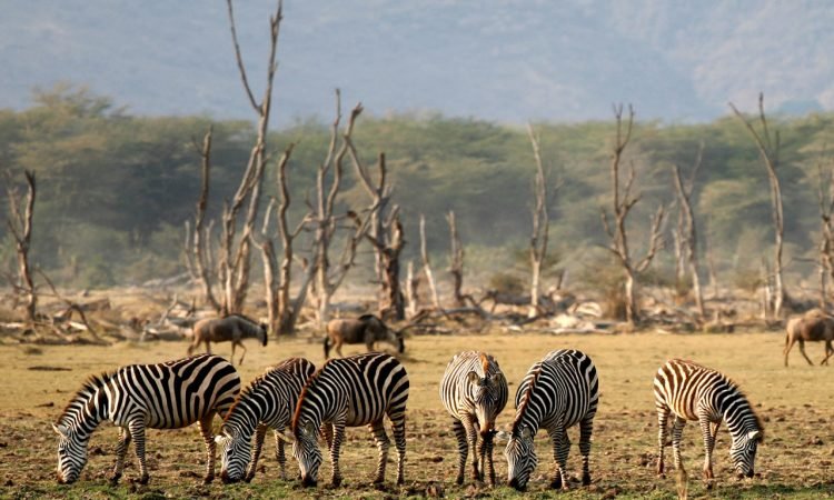 3-Day-From-Nairobi-To-Ngorongoro-Manyara-Tarangire-Tanzania-Joyous-Time-Expedition