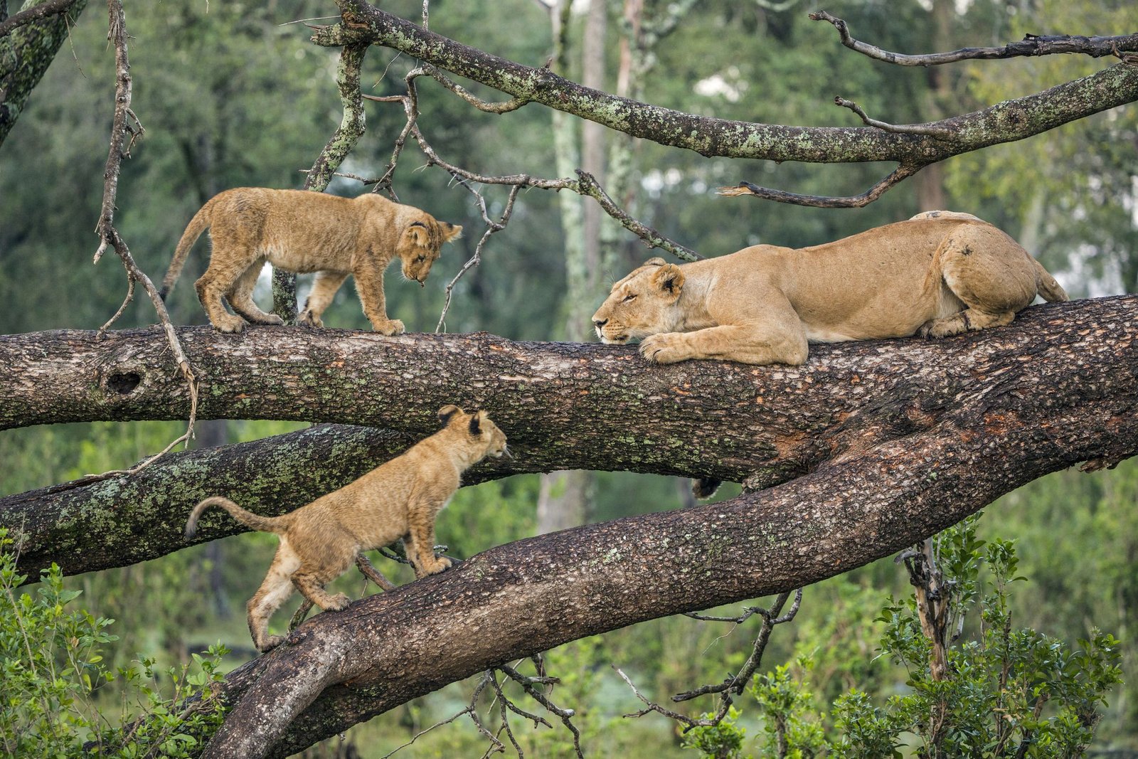 3-Day-From-Nairobi-To-Ngorongoro-Manyara-Tarangire-Tanzania-Joyous-Time-Expedition