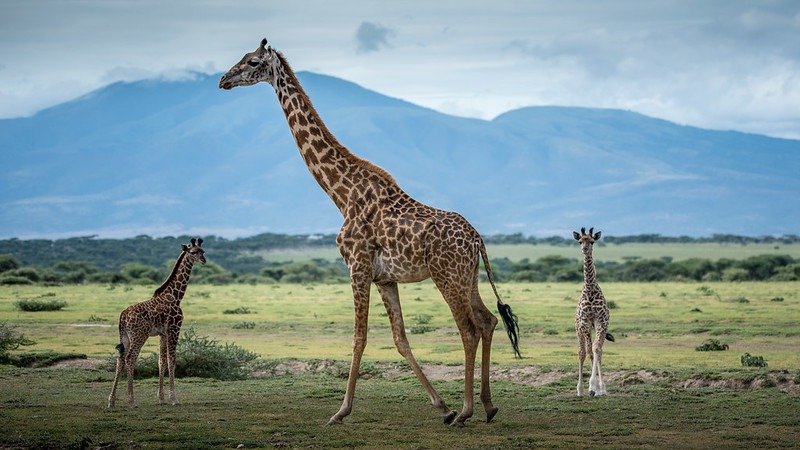 3-day-from-nairobi-to-ngorongoro-manyara-tarangire-Tanzania-Joyous-Time-Expedition
