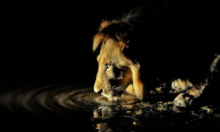 Night Game Drive Tanzania Joyous Time