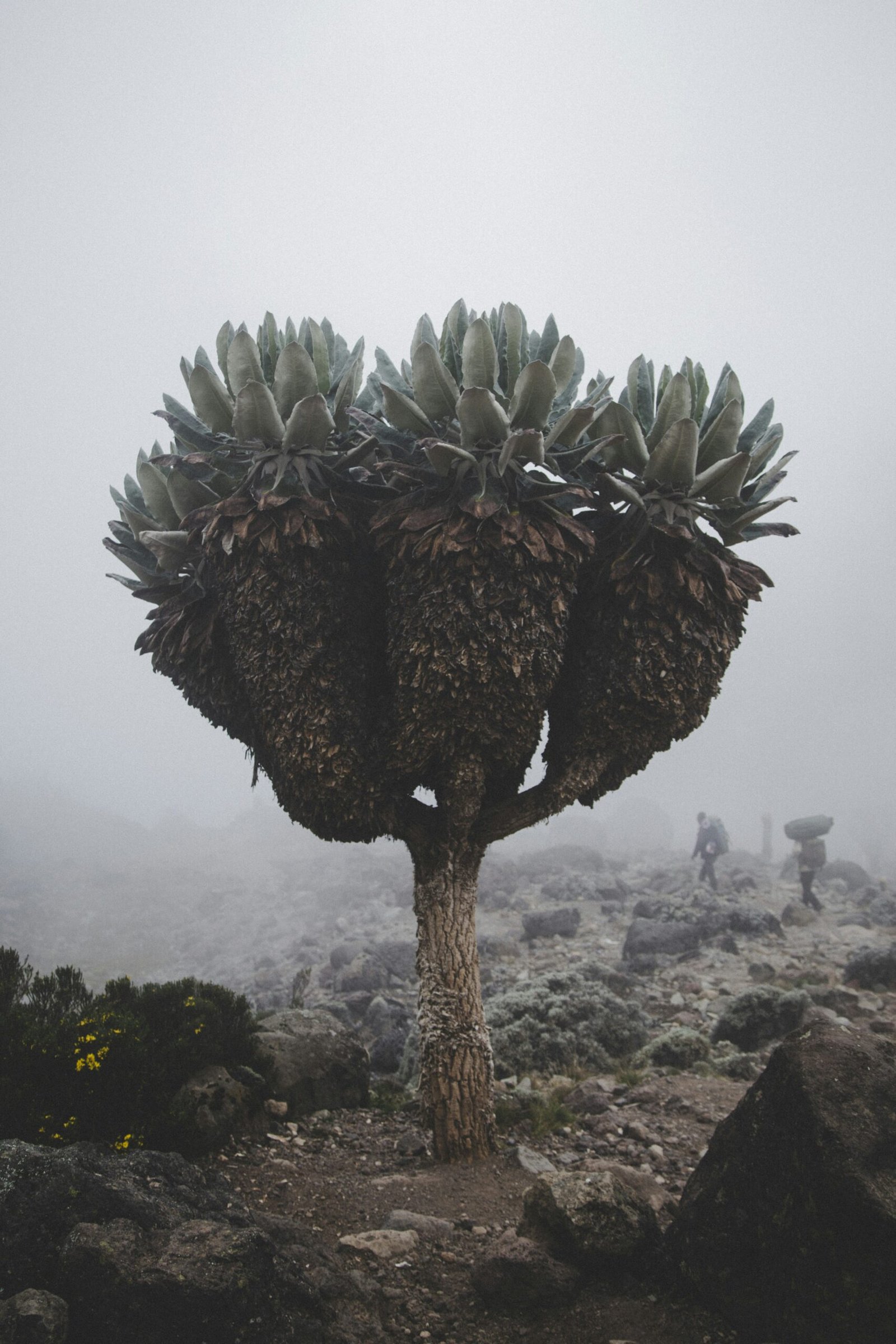 day-hike-kilimanjaro-marangu-route (2)