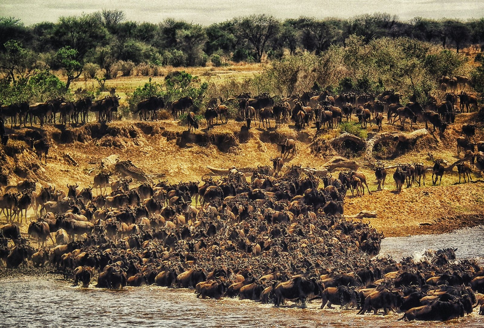 Kenya To Tanzania Safari Masai Mara Serengeti Ngorongoro Crater Tanzania Joyous Time Expedition