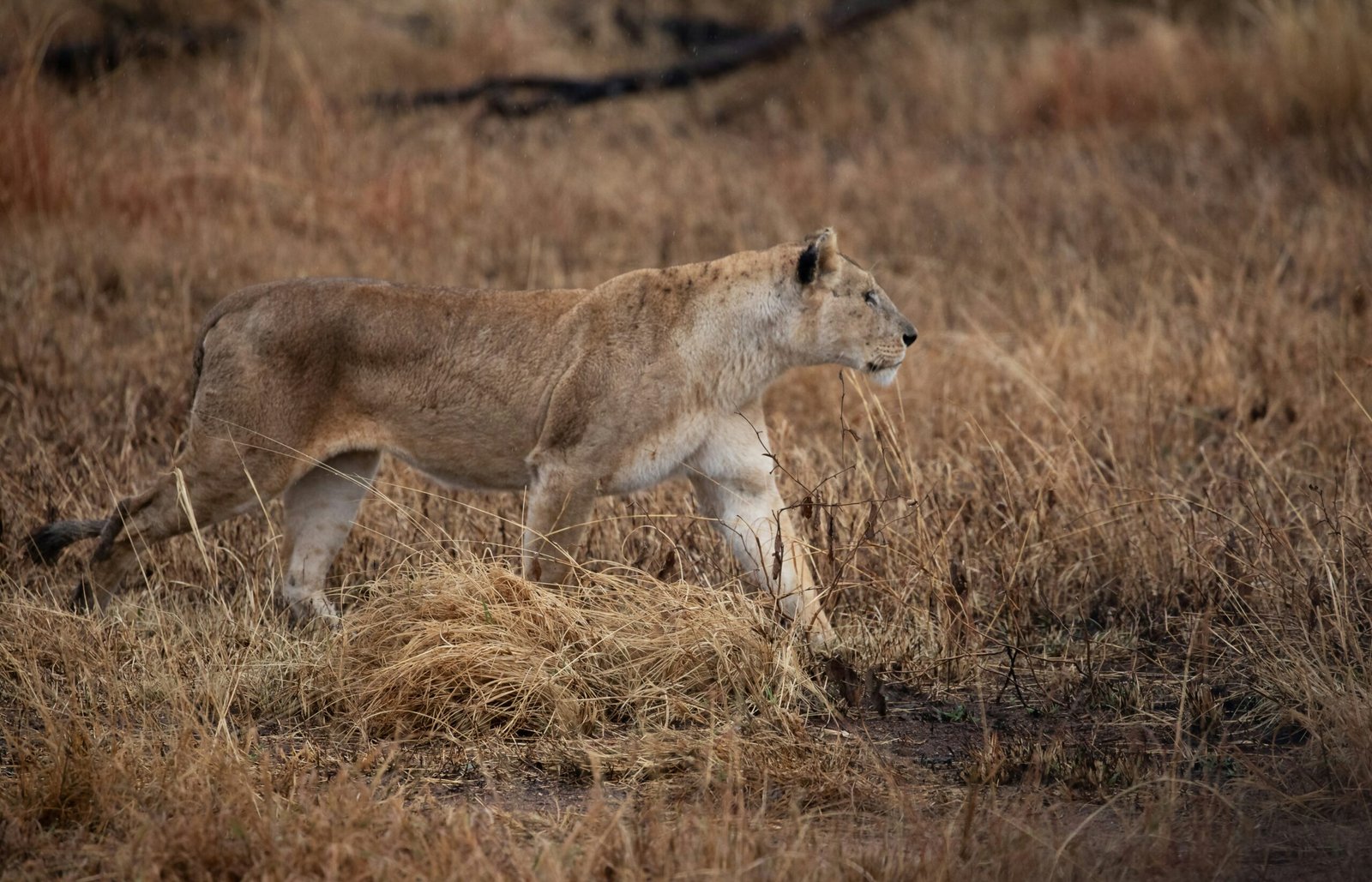 kenya-to-tanzania-safari-masai-mara-serengeti-ngorongoro-crater (8)