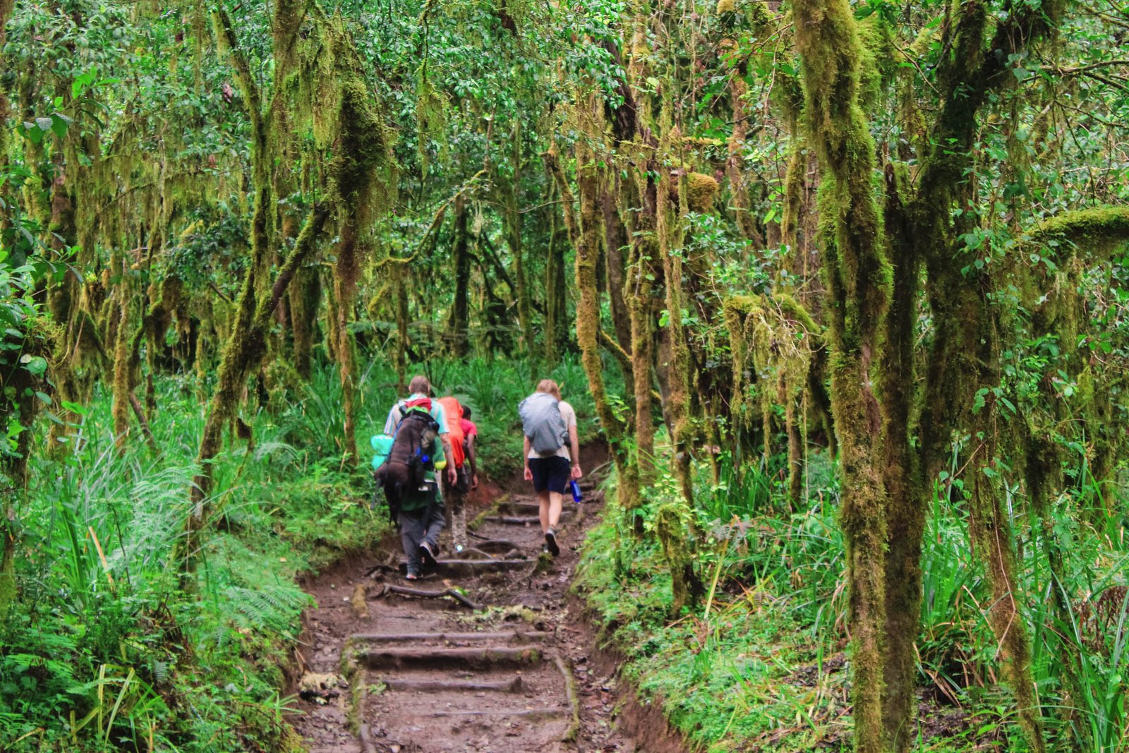 kilimanjaro-day-trip-marangu-route -Tanzania-Joyous-Time-Expedition