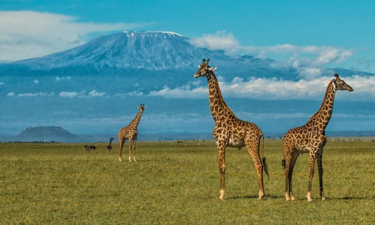 Kilimanjaro-Lemosho-Day-Trip-Tanzania-Joyous-Time-Expedition