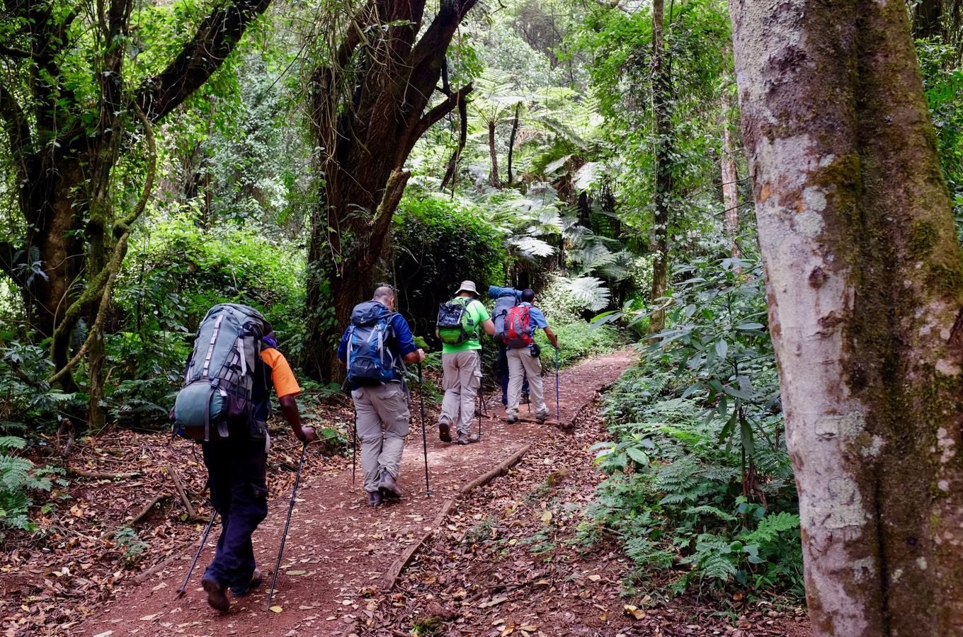 Kilimanjaro Lemosho Day Trip