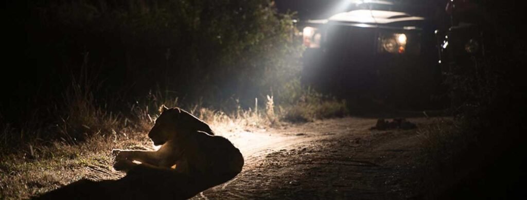 Night Drive Safari Tanzania Joyous Time.