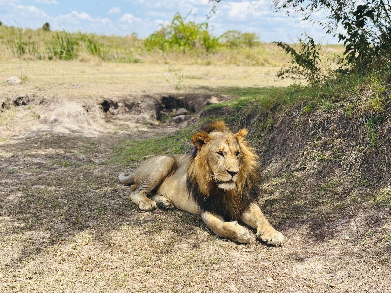 Safari Tanzania