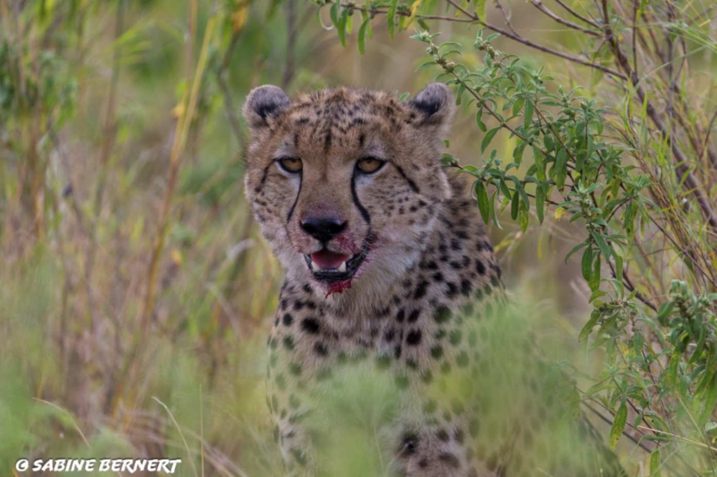 Tanzania Safari Packages Tanzania Joyous Time
