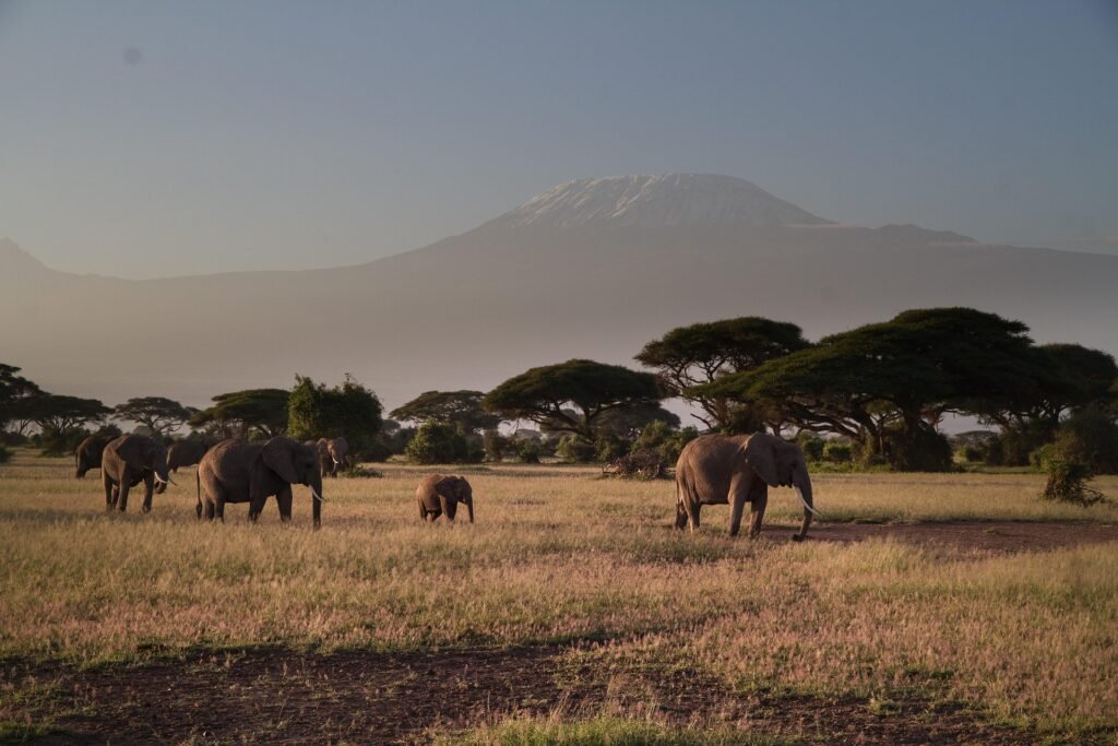 Amboseli-Nationalpark-Tanzania-Joyous-Time-Expedition