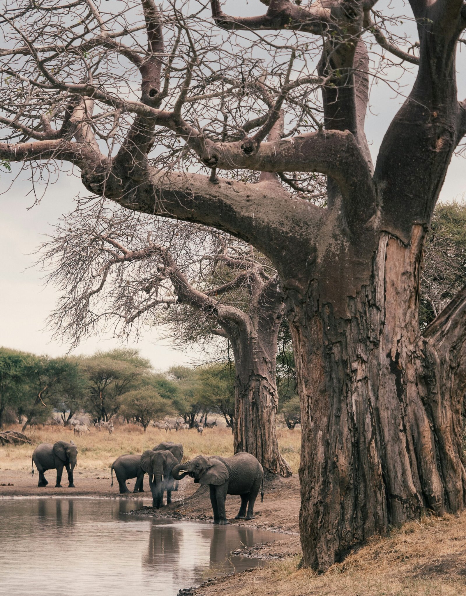 Arusha Tarangire Ngorongoro Lake Manyara Safari Joyous Time
