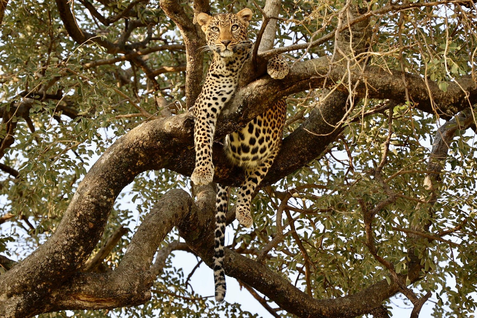 Arusha Tarangire Ngorongoro Lake Manyara Safari Joyous Time Expedition