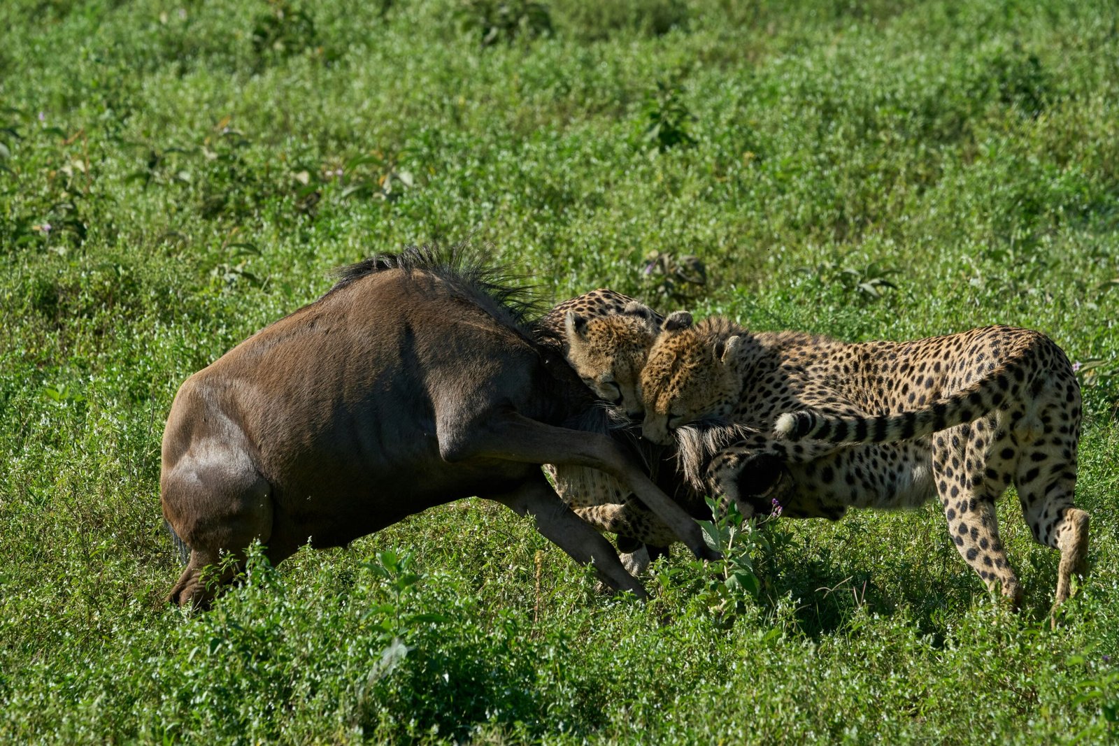 Arusha Tarangire Ngorongoro Lake Manyara Safari Joyous Time Expedition