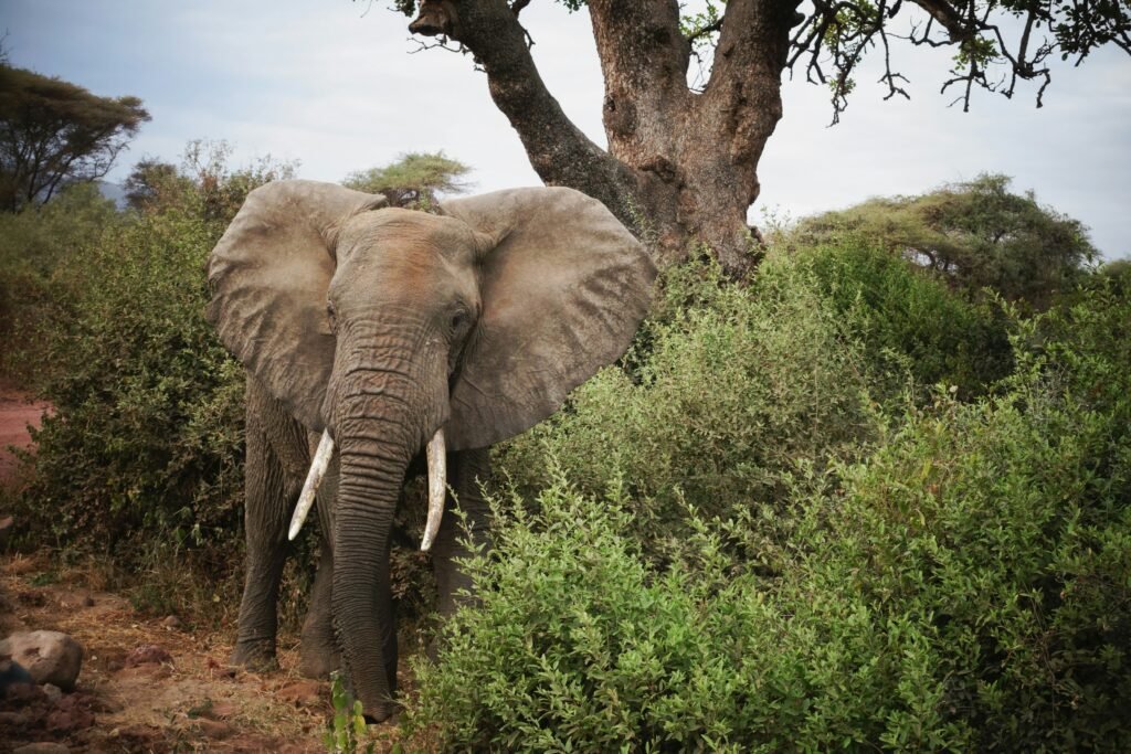 Arusha Tarangire Ngorongoro Lake Manyara Safari Joyous Time Expedition