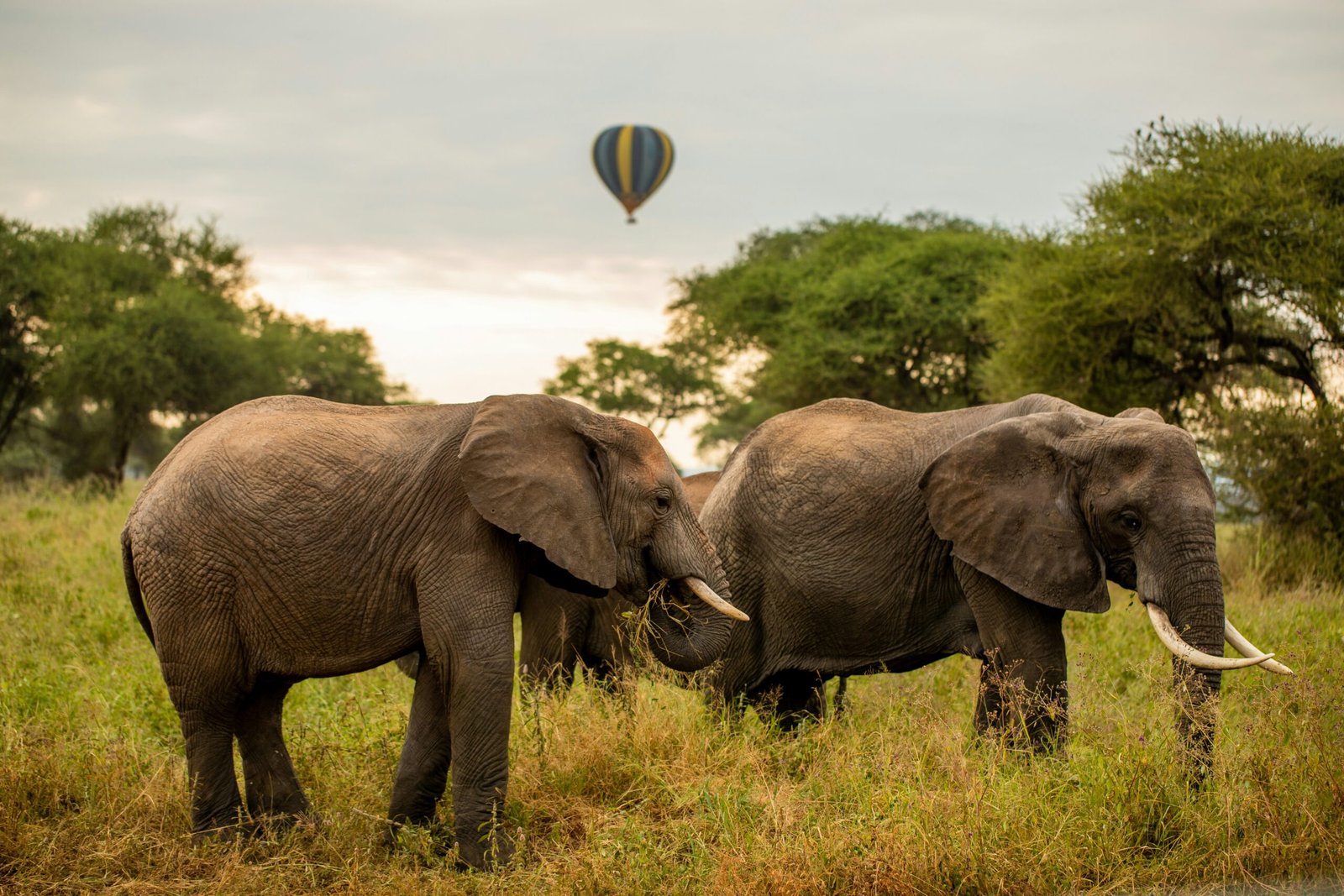 Safari from Arusha