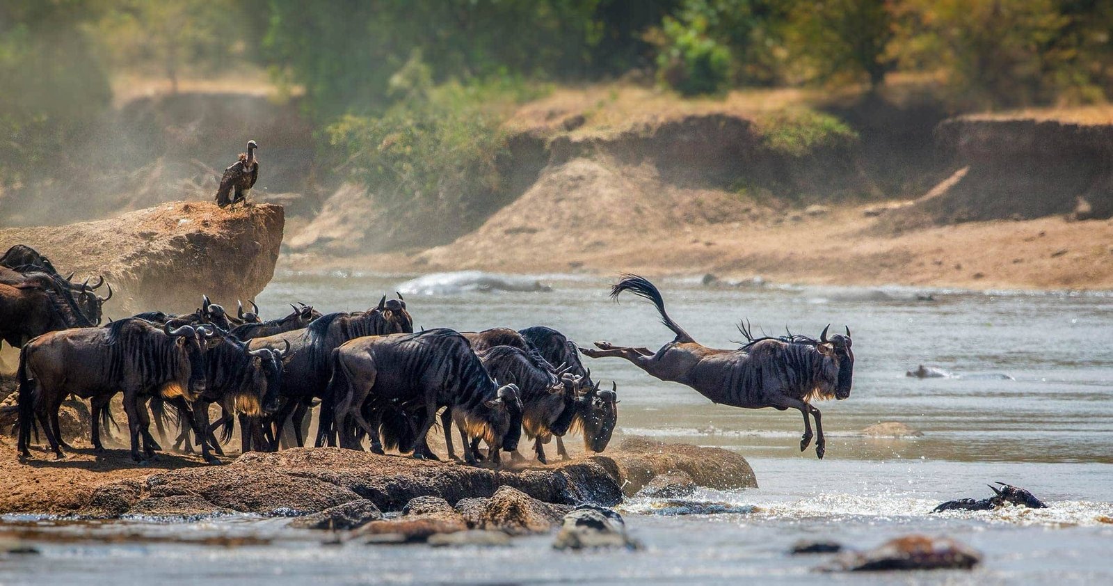 Private Safari from Zanzibar to Serengeti and Masai Mara (Custom Itinerary)