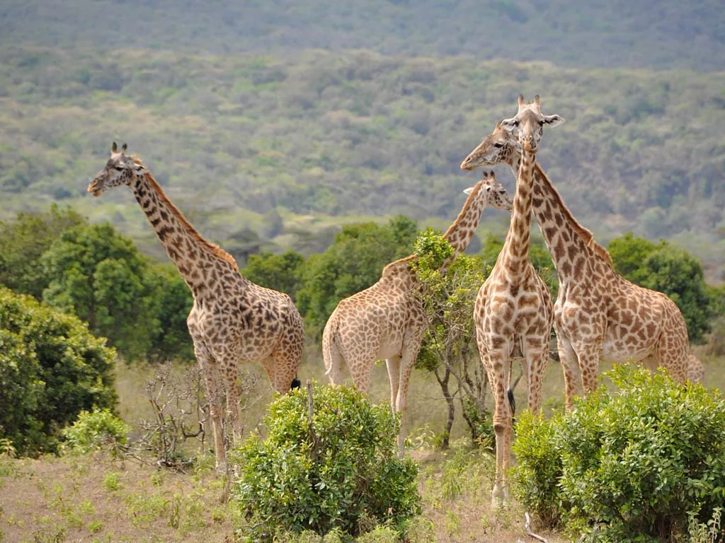 Arusha Nationalpark Safari Joyous Time expedition