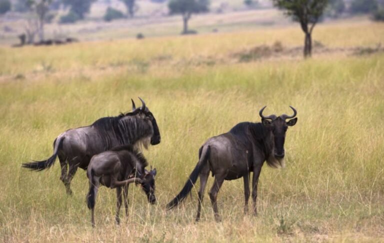 tansania-safari-reisen-10
