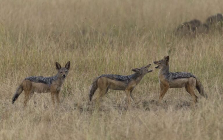 tansania-safari-reisen-14