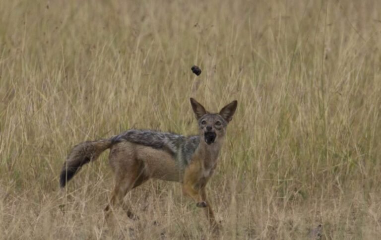 tansania-safari-reisen-15