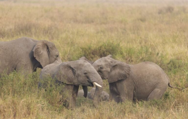 tansania-safari-reisen-16