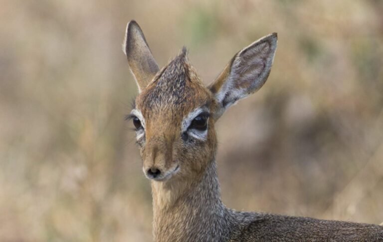 tansania-safari-reisen-17