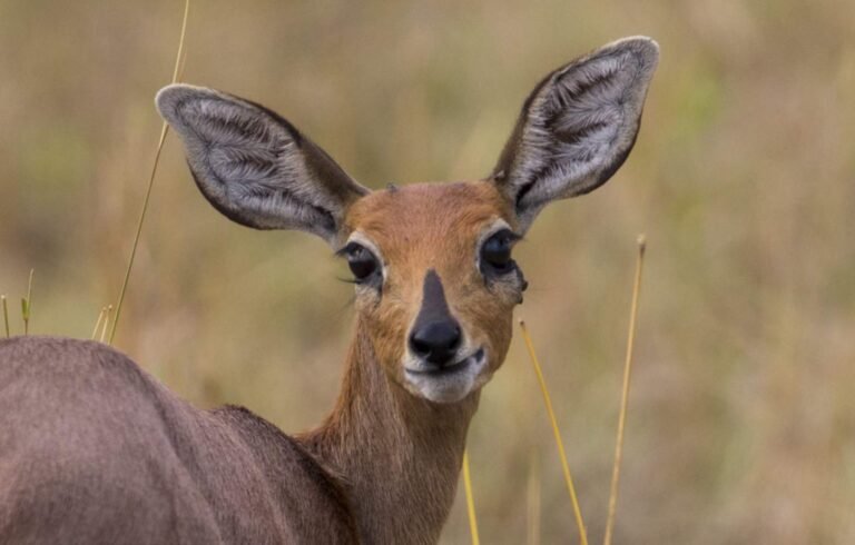 tansania-safari-reisen-18