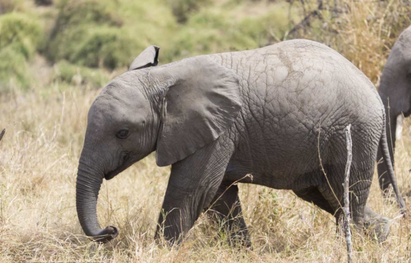 Tansania Safari Reisen