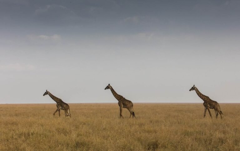 tansania-safari-reisen-3