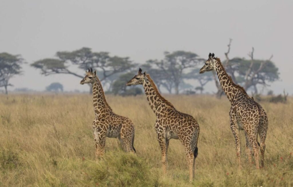 Tansania Safari Reisen