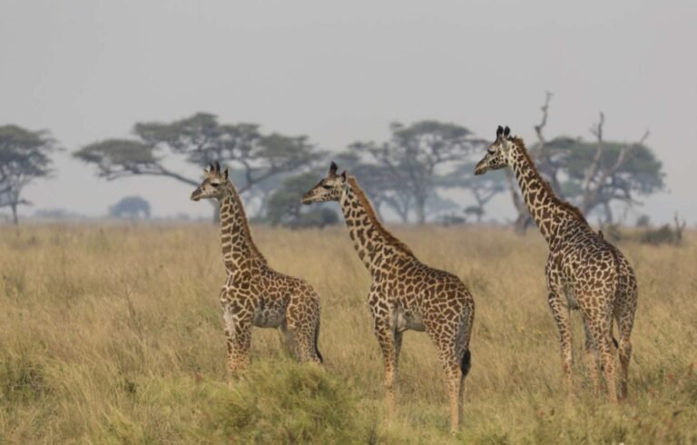 tansania-safari-reisen-5
