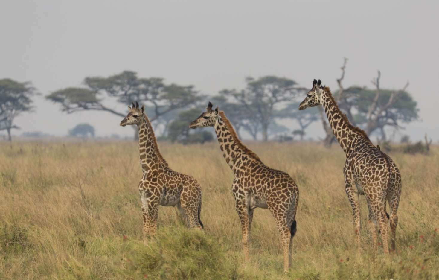 Tansania Safari Reisen