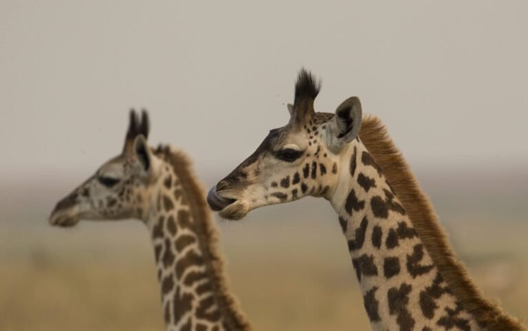 tansania-safari-reisen-7