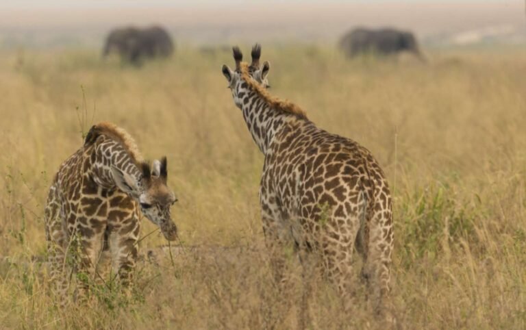 tansania-safari-reisen-8