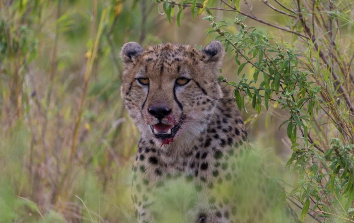 Tanzania Safari Package Cheetah Tanzania Joyous time Expedition