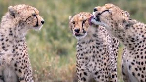 Tanzania Safari Packages