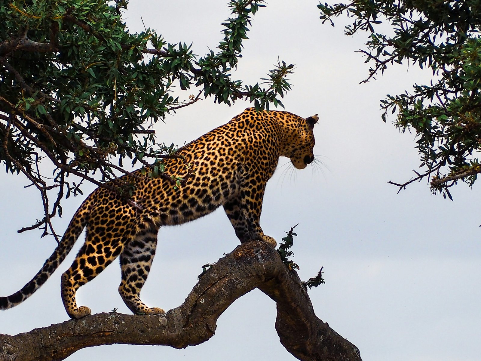 zanzibar-serengeti-masai-mara-private-safari (10)