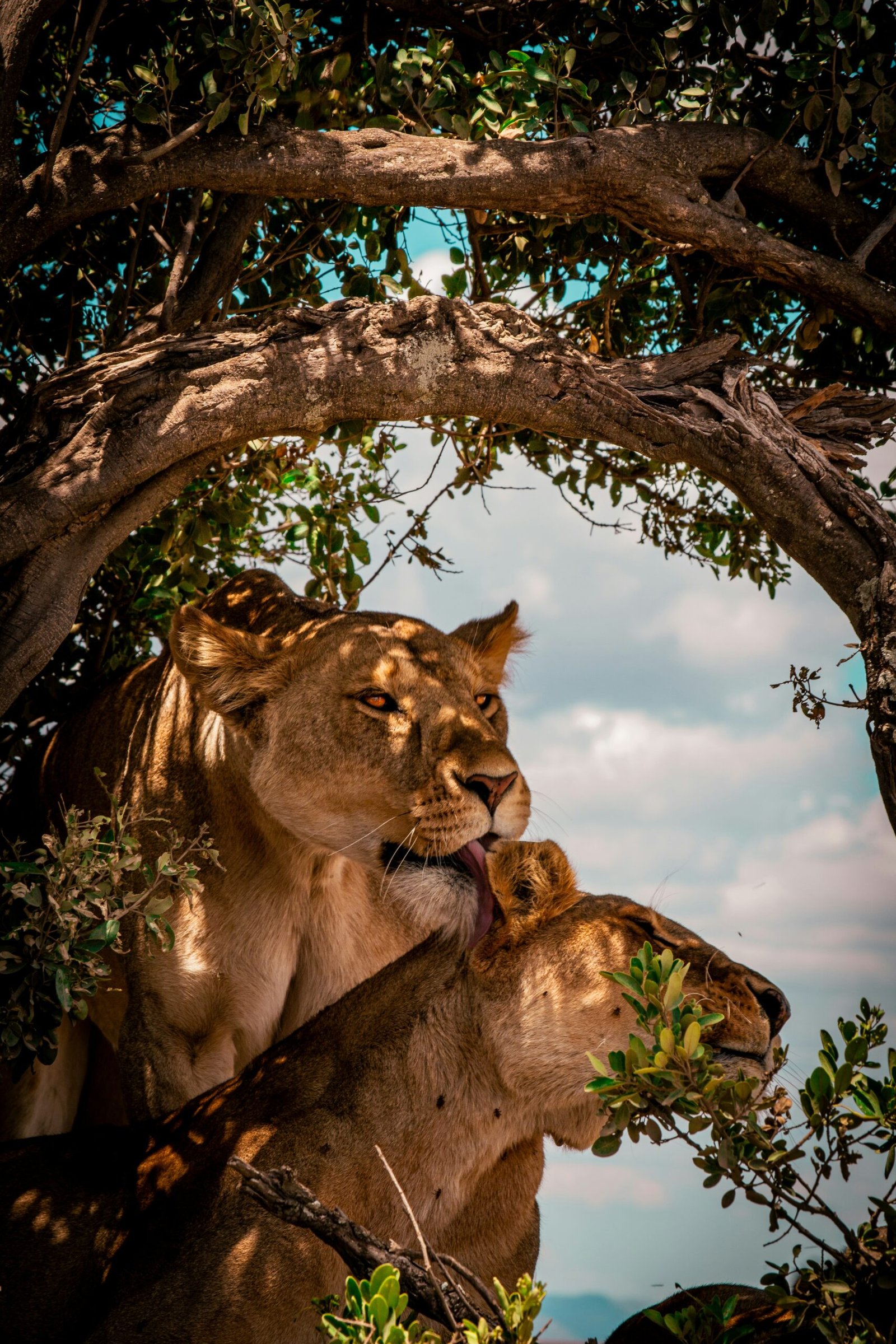 Zanzibar Serengeti Masai Mara Private Safari Joyous Time Expedition