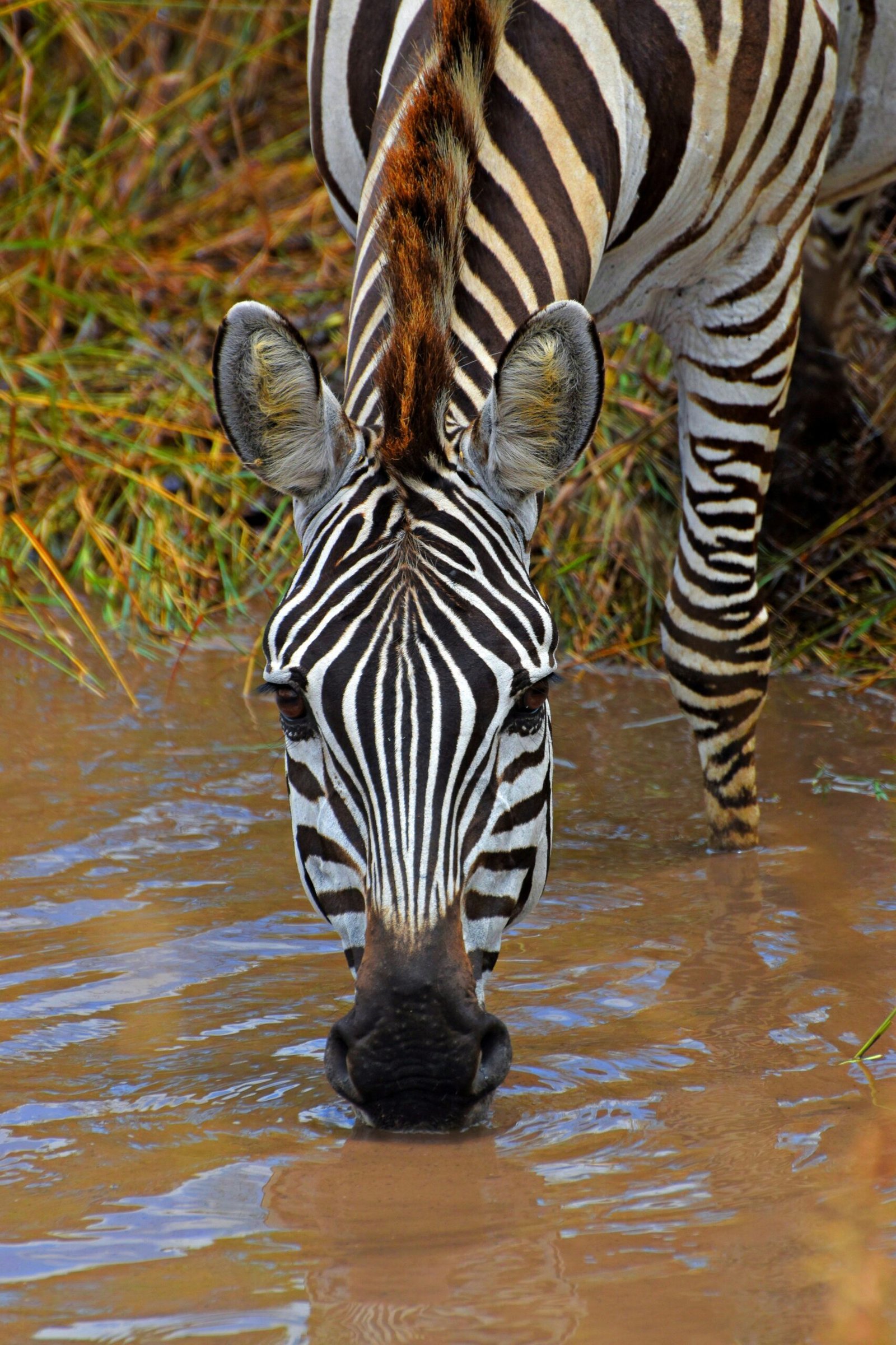 zanzibar-serengeti-masai-mara-private-safari (3)