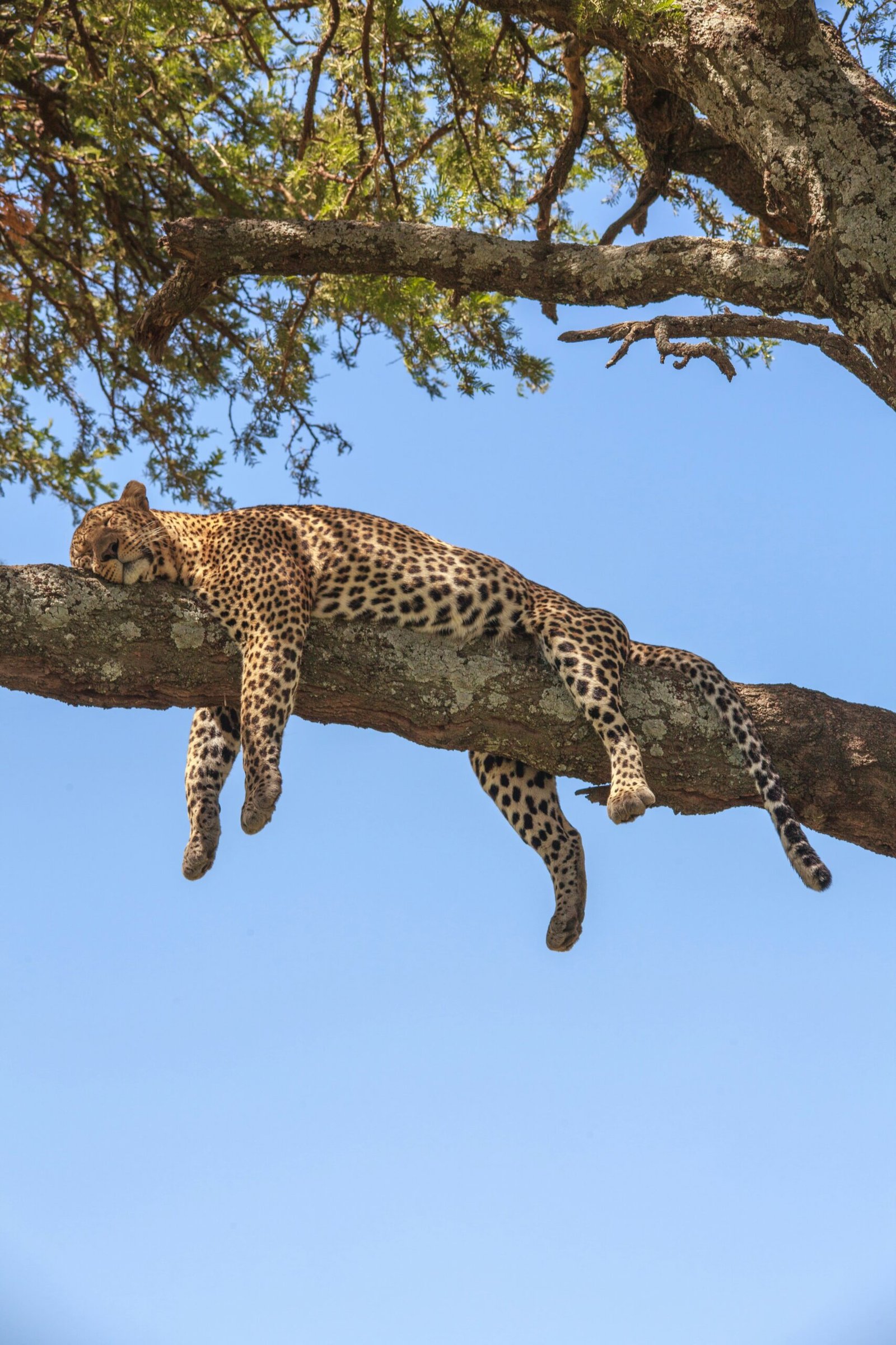 Zanzibar Serengeti Masai Mara Private Safari Joyous Time Expedition
