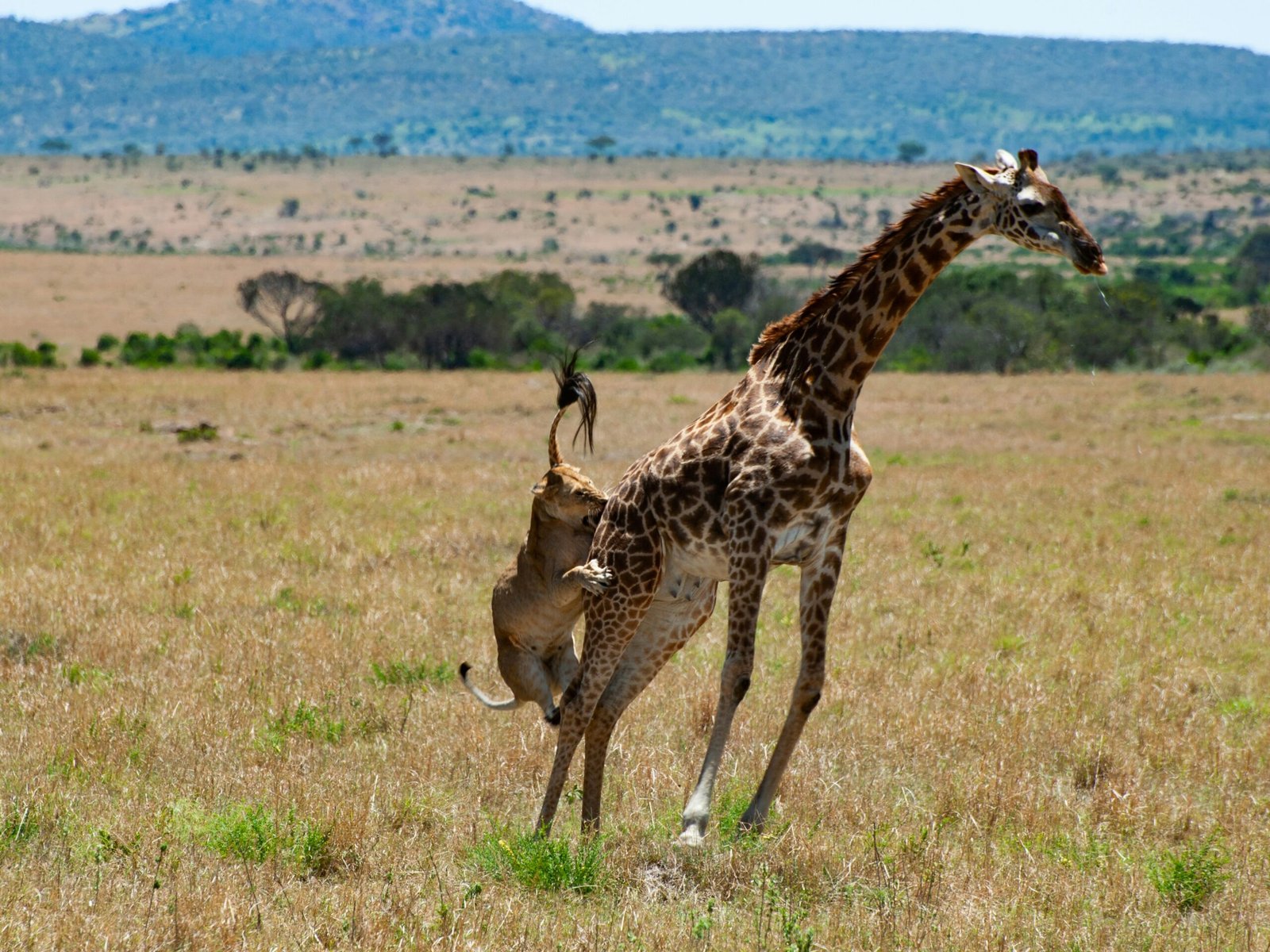 zanzibar-serengeti-masai-mara-private-safari (7)