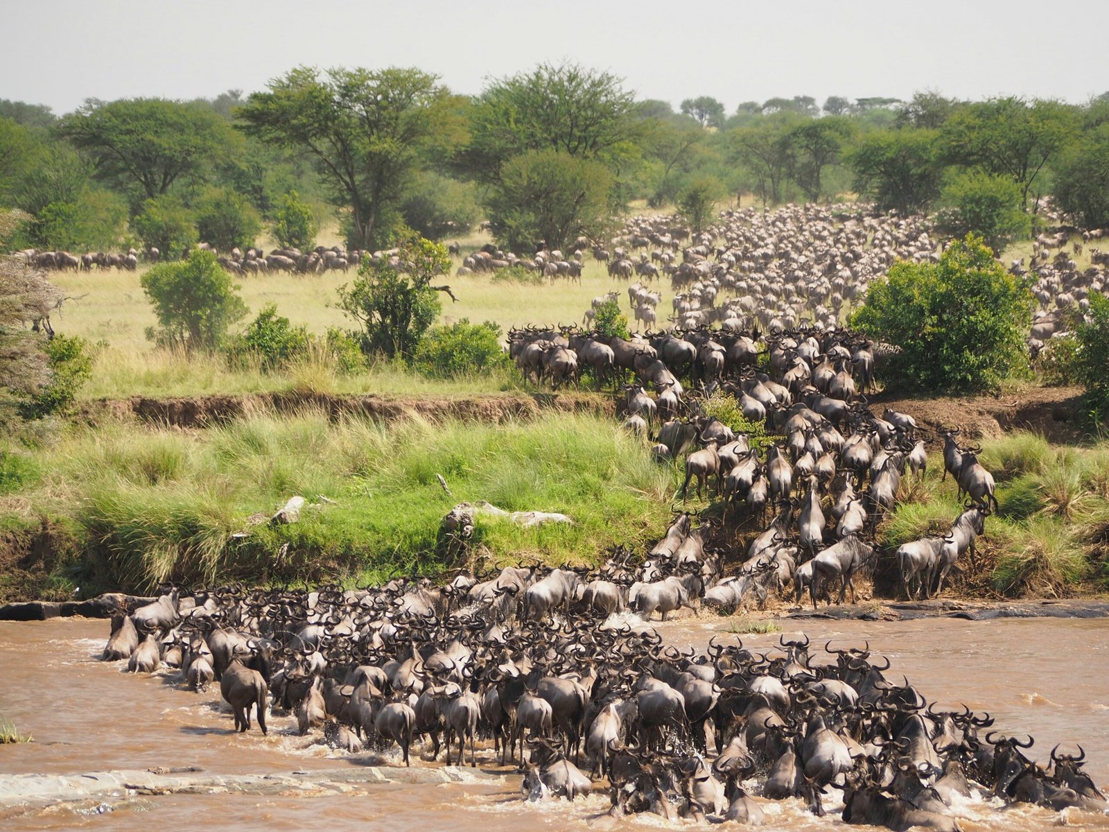 Zanzibar Serengeti Masai Mara Private Safari Tanzania Joyous Time Expedition