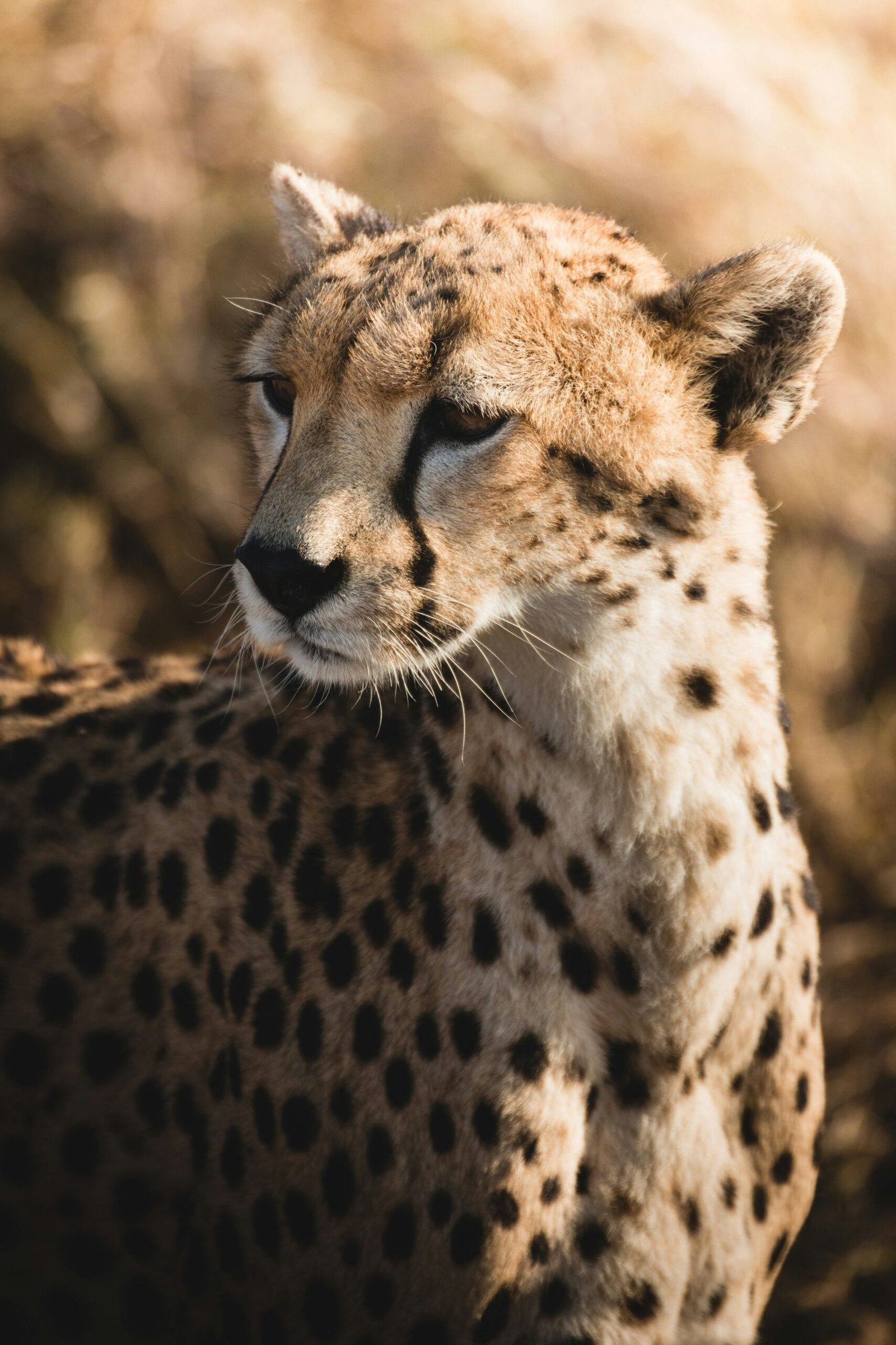 Zanzibar Serengeti-Masai Mara Private Safari