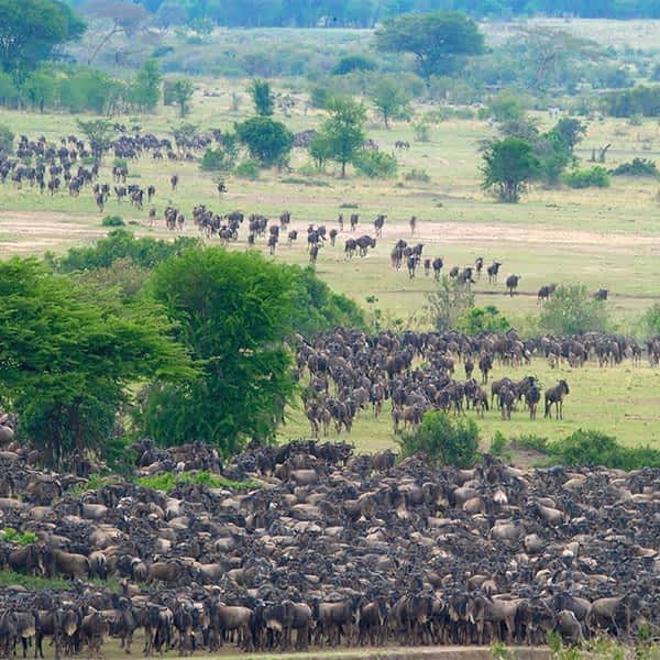 Zanzibar-Serengeti-Masai-Mara-Safari-Tanzania-Joyous-Time-Expedition