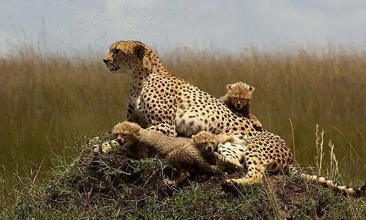Zanzibar-Serengeti-Masai-Mara-Safari-Tanzania-Joyous-Time-Expedition