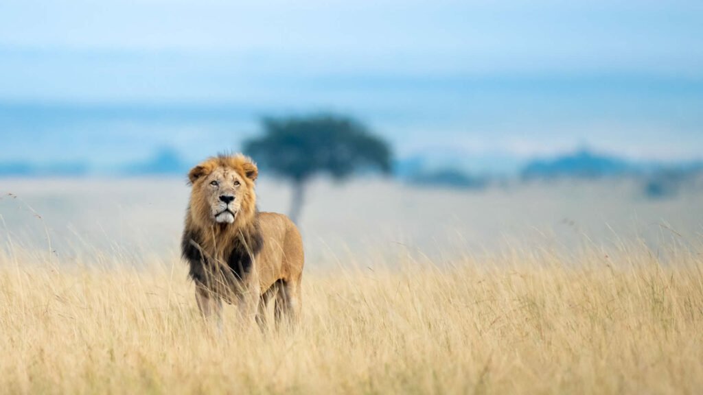 Zanzibar-Serengeti-Masai-Mara-Safari-Tanzania-Joyous-Time-Expedition