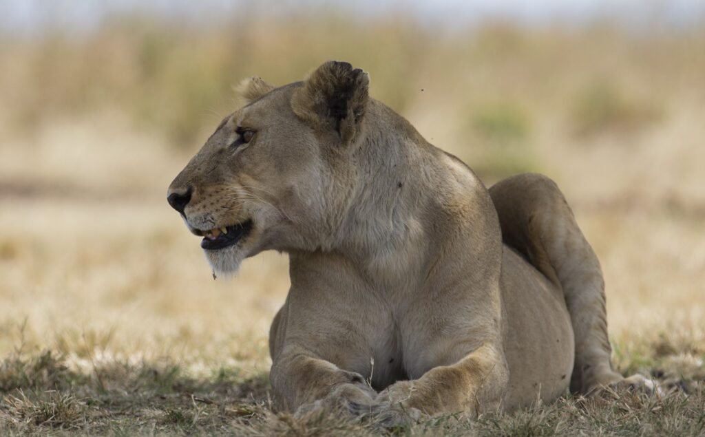 Zanzibar Serengeti Masai Mara Safari