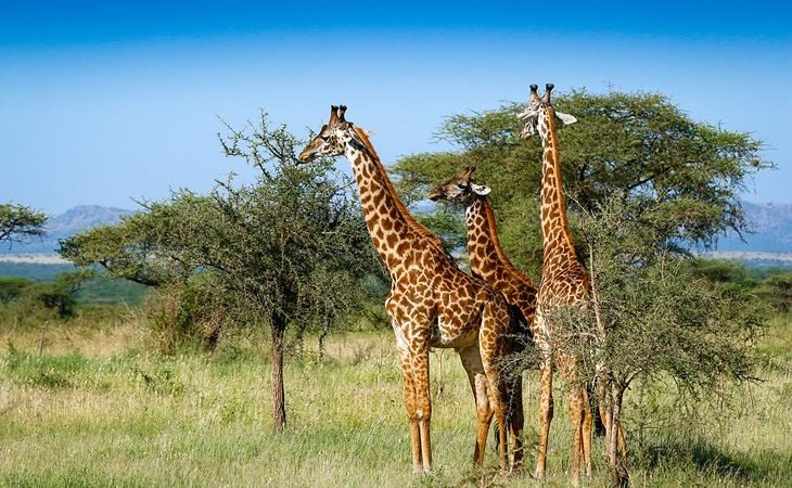 Zanzibar-Serengeti-Masai-Mara-Safari-Tanzania-Joyous