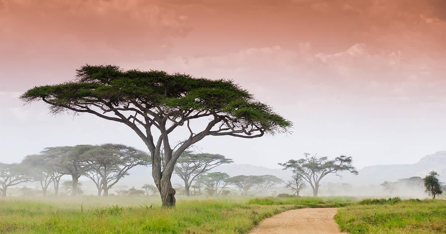 Zanzibar-Serengeti-Masai-Mara-Safari-Tanzania-Joyous-Time-Expedition